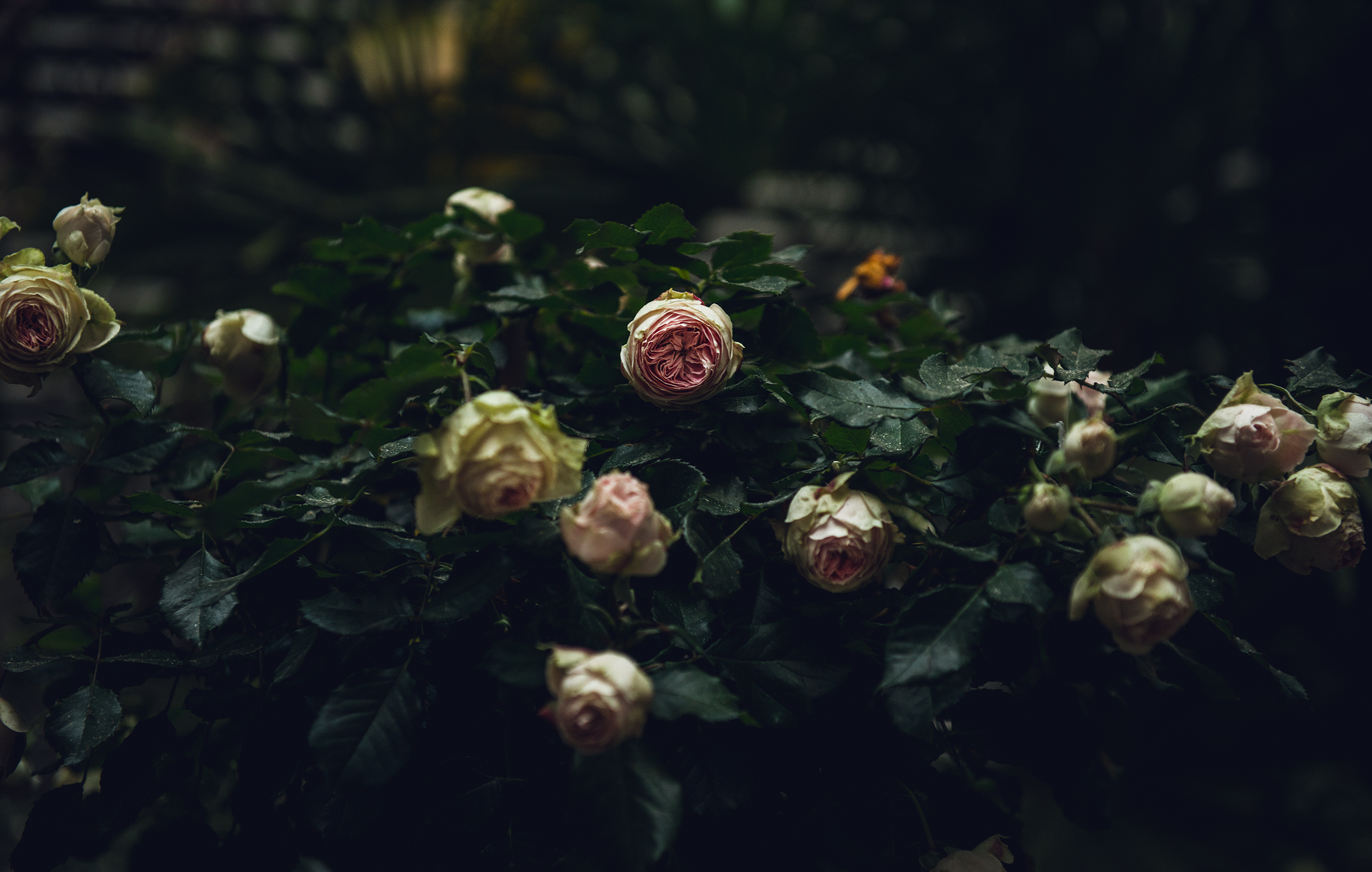 grand_ferdinand_moodley_branding_rosen