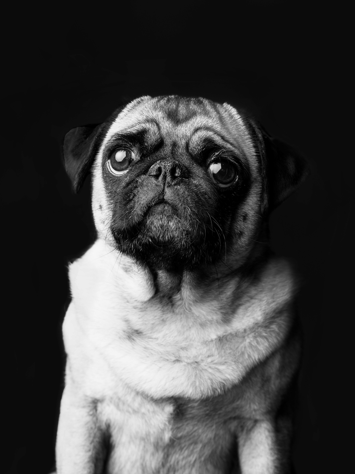 tom_almhütte_moodley_branding_hund
